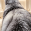 #2614 Short Silver Fox Fur Coat, Real Full Skin Silver Fox Jacket for Women Wide Lapel Luxury Winter Outerwear.d